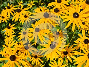 Black Eyed Susan nature flower