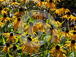 Black-eyed Susan, Orange coneflower (Rudbeckia fulgida var sullivantii) \'Goldsturm\' flowering