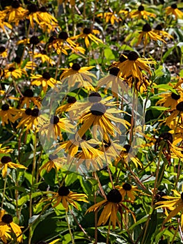 Black-eyed Susan, Orange coneflower (Rudbeckia fulgida var sullivantii) \'Goldsturm\' flowering