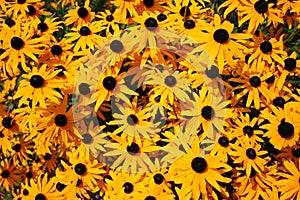 Black Eyed Susan Patch