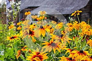 Black eyed susan- rudbeckia flowers