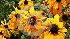 Black eyed susan-rudbeckia flowers