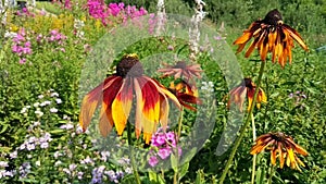 Black eyed susan-rudbeckia flowers