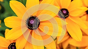 Black eyed susan, rudbeckia flowers