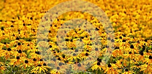 Black-eyed Susan Rudbeckia flowers in the field. Floral colorful background. Beautiful yellow flowers of the sunflower family