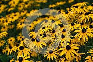 Black eyed susan- rudbeckia flowers,  yellow flowers blooms in the garden
