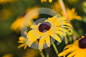 Black-eyed Susan (Rudbeckia hirta)