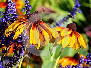 Black-eyed Susan Rudbeckia hirta