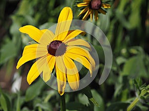 Black Eyed Susan Or Rudbeckia Hirta