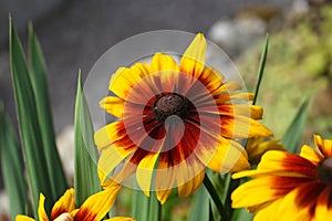 Black-eyed-Susan (Rudbeckia hirta)