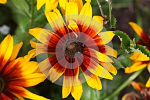 Black-eyed-Susan (Rudbeckia hirta)