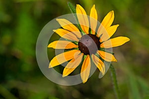 Black-eyed Susan - Rudbeckia hirta