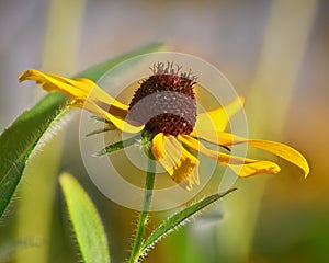 Black-eyed Susan Rudbeckia hirta bloom