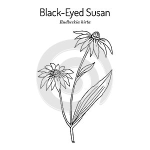 Black-eyed Susan Rudbeckia hirta , or brown betty, gloriosa daisy, medicinal plant