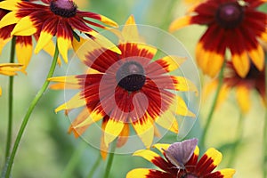 Black Eyed Susan, Rudbeckia hirta, brown and yellow flowers.