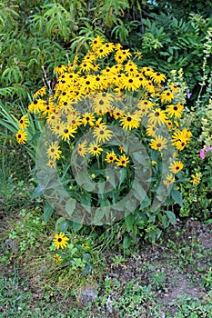 Black-eyed Susan or Rudbeckia hirta flowering plants growing in form of small densely planted bush with open blooming yellow