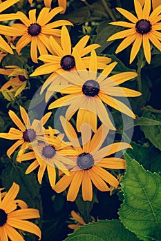 Black- eyed Susan Rudbeckia hirta flowers background