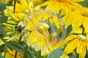 Black-eyed-susan, Rudbeckia hirta flowers in bloom