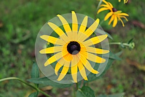 Black-eyed Susan or Rudbeckia hirta fully open and blooming bright yellow flower with black center at sunset