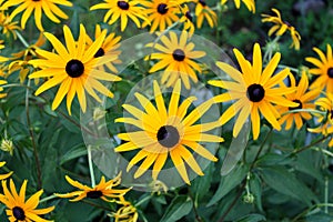 Black-eyed Susan or Rudbeckia hirta fully open and blooming bright yellow flowers with black center planted in local garden