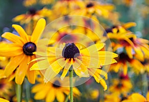 Black-eyed susan or Rudbeckia hirta plant, brown betty, gloriosa daisy, golden Jerusalem.