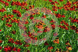 Black Eyed Susan, Rudbeckia hirta, red flowers at flowerbed background, selective focus, shallow DOF