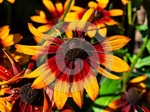 Black Eyed Susan, Rudbeckia hirta, red and orange flowers at flowerbed close-up, selective focus, shallow DOF