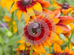 Black Eyed Susan, Rudbeckia hirta, red and yellow flowers close-up, selective focus, shallow DOF