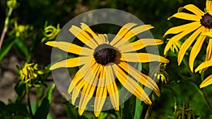 Black Eyed Susan, Rudbeckia hirta, yellow flower at flowerbed close-up, selective focus, shallow DOF