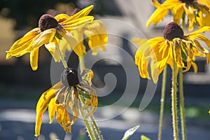 Black-Eyed Susan Rudbeckia Hirta yellow flowers with blurred background. Blooming fade, autumn flower bed, selective focus