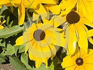 Black Eyed Susan, Rudbeckia hirta, yellow flowers close-up, selective focus, shallow DOF