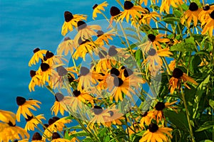 Black-eyed Susan`s with a watery backdrop