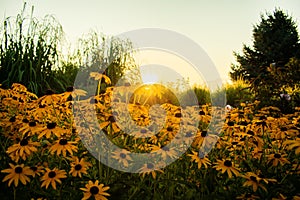 Black-eyed Susan Sunrise