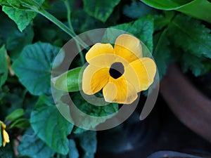 Black-eyed susan vine flower Thunbergia alata flowers in bloom