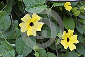 Black-eyed Susan vine flowers on garden in Teresopolis