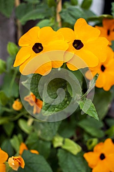 Black-eyed Susan vine flowers