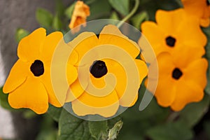 Black-eyed Susan vine flowers