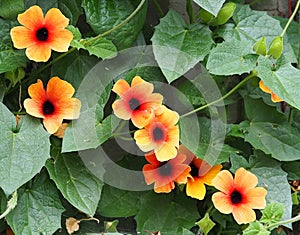 Black Eyed Susan Vine Or Thunbergia Alata