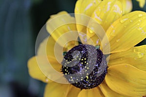 Black-eyed Susan with water drops