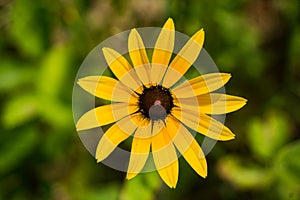 Black-eyed Susan â€“ Rudbeckia hirta