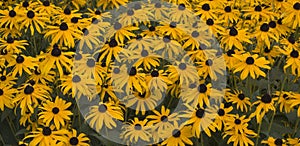 Black Eyed Susans