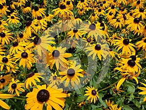 Black Eyed Susans 