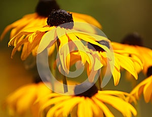 Black eyed Susans img