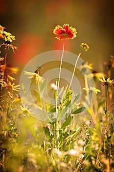 Black eyed Susans