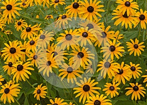 Black Eyed Susans