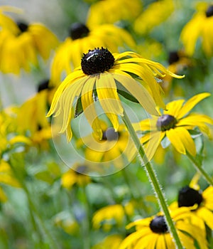 Black Eyed Susans