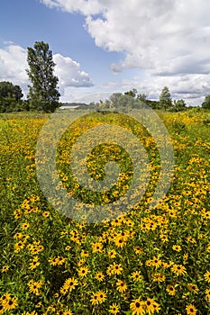 Black-Eyed Susans