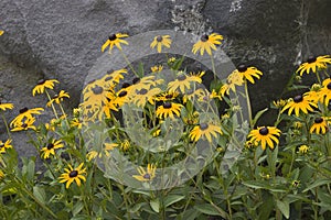 Black-Eyed Susans