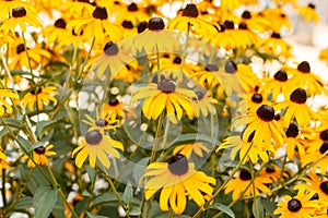 Black-eyed Susans in Bloom