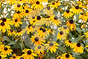 Black-eyed Susans in Bloom